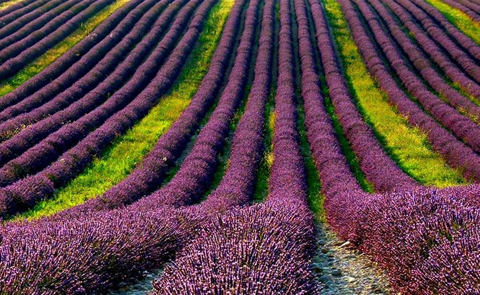 Provence lavender fields