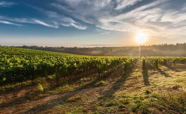 Tuscany Cycling Holidays Vineyard