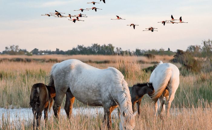 Starry Nights in Provence cycling holiday