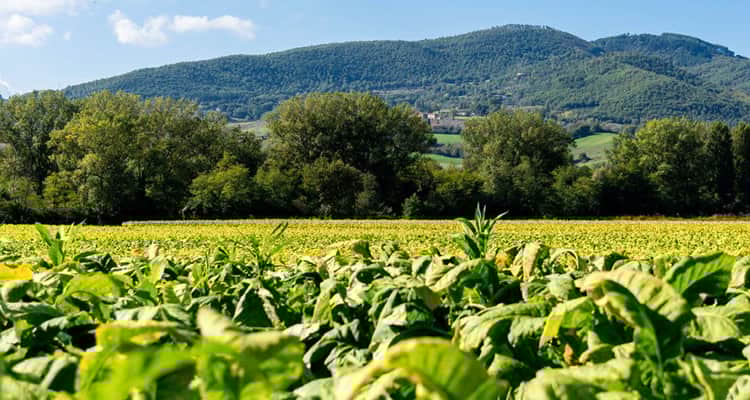 Sentiero della Bonifica cycle route in Italy