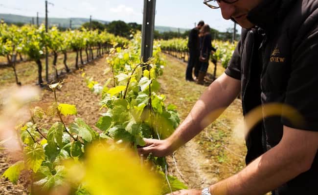 Best Cycling Holidays in the UK: Sparkling Sussex