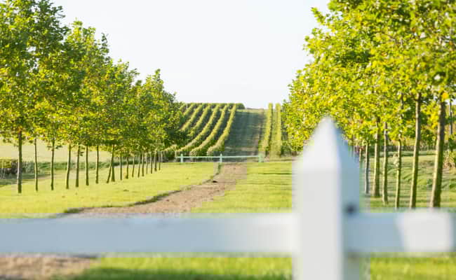 Sazay le Rideau to Chinon, Loire Cycling Holiday