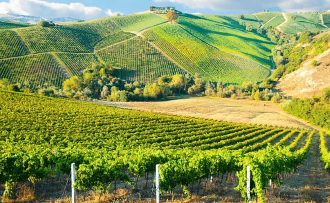 Bordeaux Round Trip to Medoc Vineyards cycle route