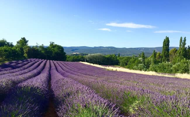 Lavender Fields of Provence