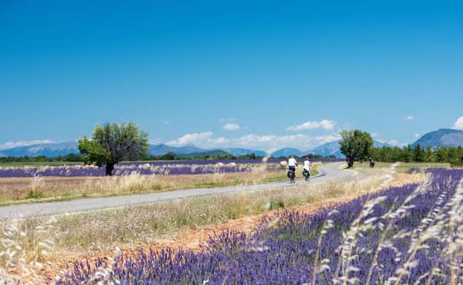 Lavender Fields of Provence