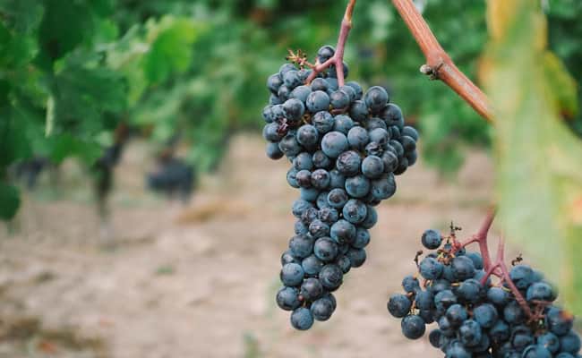 Best Restaurants in Bordeaux