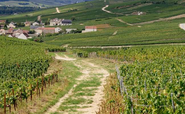 Champagne Cycling Tours Chalk Vein