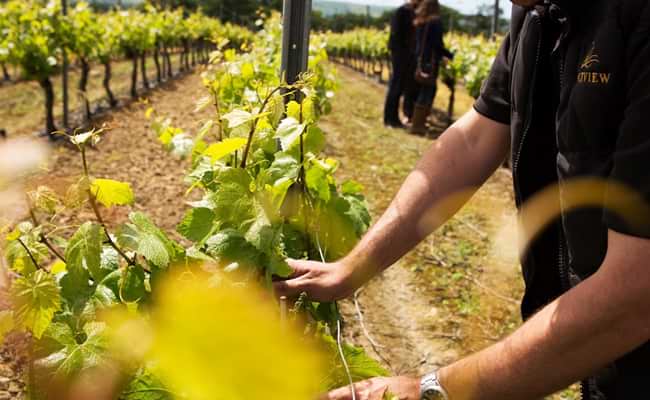 Sussex Sparkling Wine Cycling Tour