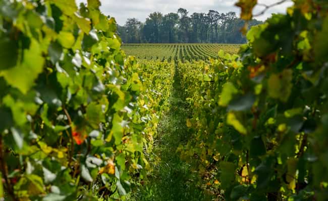 Champagne vineyards