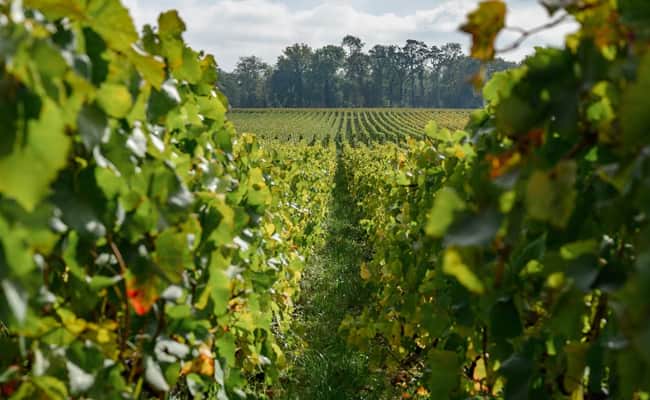 Massif de St Thierry cycle route in Champagne