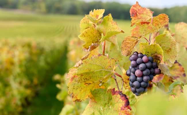 Leisurely Champagne in Autumn