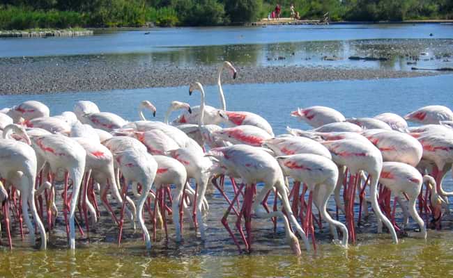 Carmargue Pretty in Pink