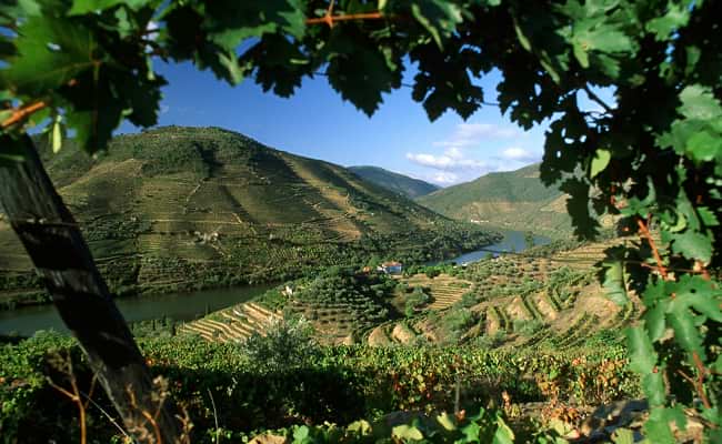Douro Valley Vineyards