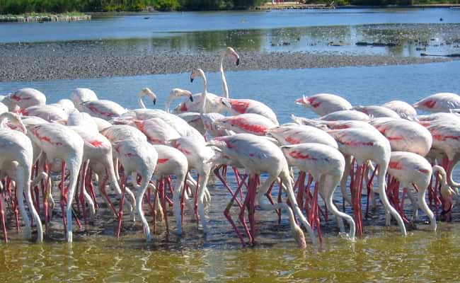 Provence Carmargue Cycling Tour