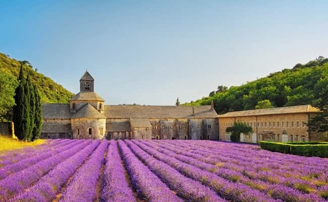 Lavender Fields of Provence