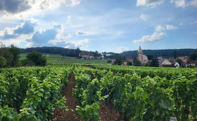 Côte de Beaune Vineyards