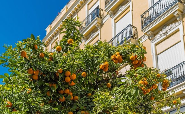 Valencia's Citrus Coast