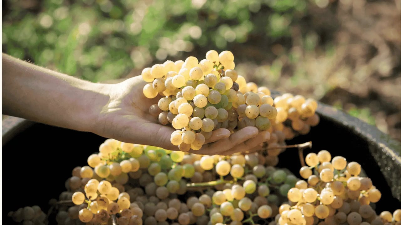 Minho Valley - Vinho Verdes Grapes