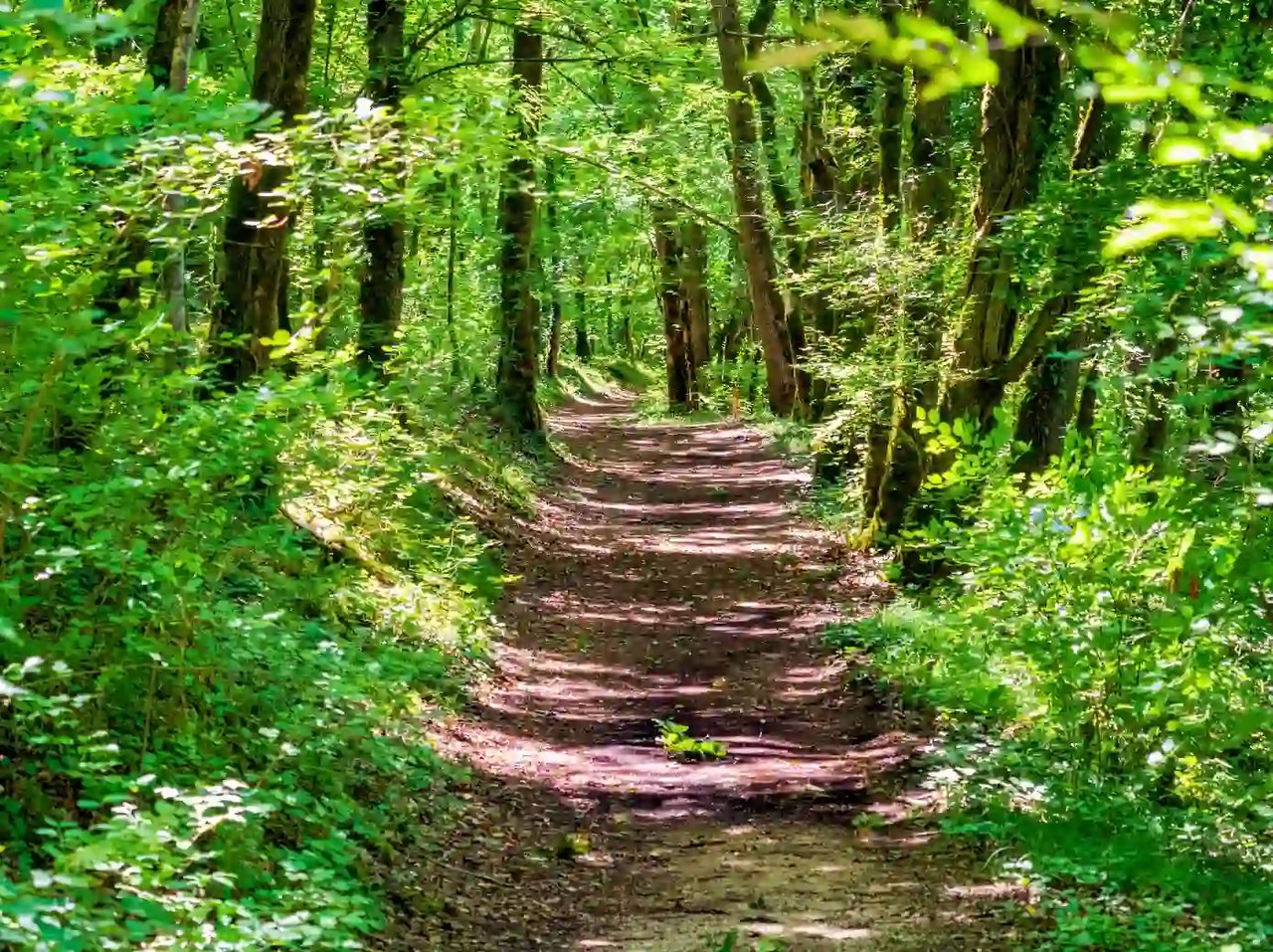 Shaded forest cycling trail in the Dordogne, perfect for truffle trails.
