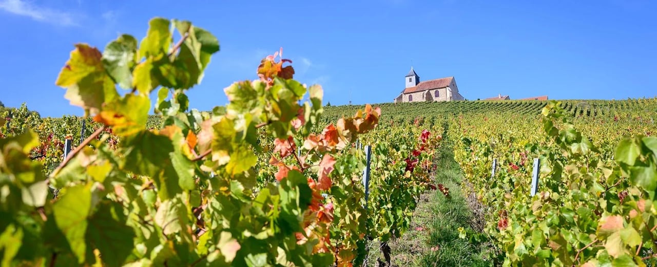 French vineyards on a vineyard cycling holiday