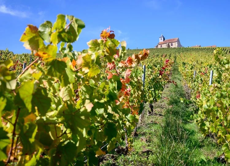 Vineyards on a cycling holiday route